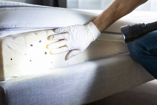 Best Residential Pest Control  in Essex, IL
