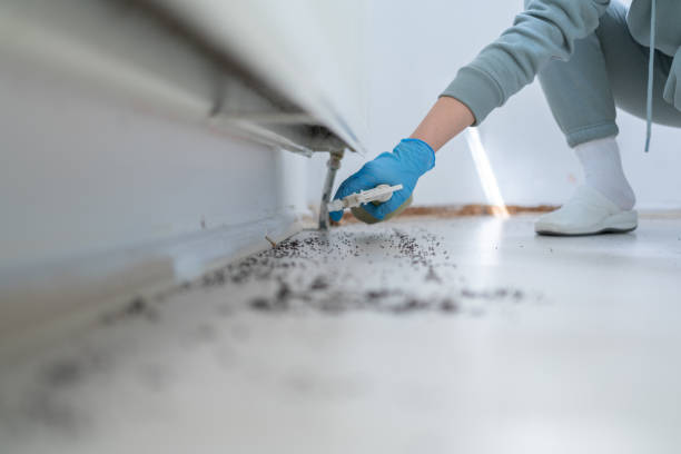 Best Flea Control Services  in Essex, IL